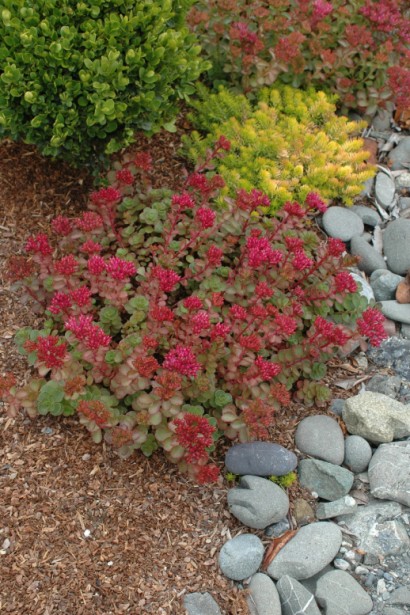 Sedum spurium Dragons Blood - рослина з бордово-зеленим листям, що змінює колір восени